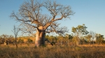 Boab Tree Northern Territory