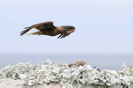 Striated Caracara close fly-past, Sea Lion Island, Falklands