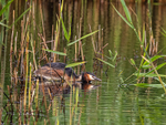 Great Crested Grebe