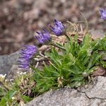 Sieber's Rampion (Phyteuma sieberi)
