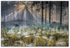 Daybreak in spider woods