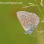 Glaucopsyche lygdamus Female
