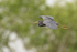 Tricolored Heron gliding, Harns Marsh, Florida