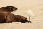 Galapagos Sea Lion watches Cattle Egret pass by, Gardner Bay, Espanola
