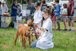 Guernsey Agricultural Show 2021-70