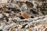 Rock Bunting