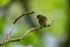 Female Pied Flycatcher