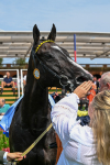 260725-Race 3-Royal Champion-0554