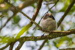 Bundle of Fluff! - Juvenile Long tailed Tit