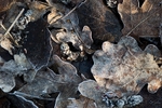 Frosted Autumn leaves