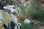Herring Gull and chicks