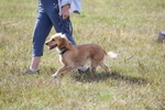 Class 33 - Pure Breed portfolio