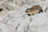Dassie, Betty's Bay, South Africa