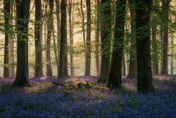 Blue Monday in May - Micheldever Woods, Hampshire.