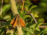Small Skipper