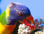 Lorikeet Tongue 3