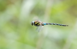 Insects portfolio