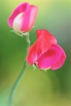 D11Sweet Pea