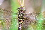 Female Common hawker