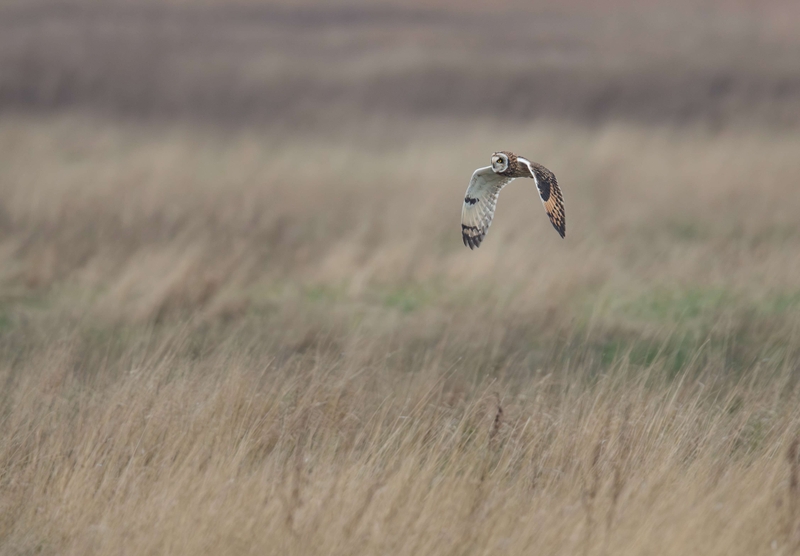 Short Eared Owl