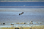 White-tailed Eagle