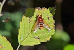 Hornet Mimic Hoverfly