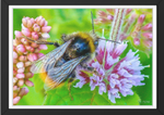 Great Yarmouth Bee Photography by Paul Duddell 107-08-2025