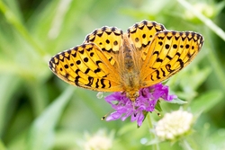 Niobe Fritillary
