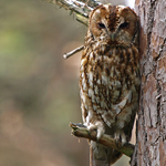 Wild Tawnie