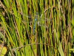 Emperor Dragonfly