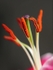 Lily Pollen