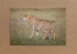 027 Cheetah