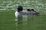 Common Loon chicks huddled together on parent's back, Minnesota, USA