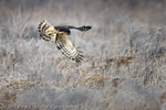 Hen Harrier (Circus cyaneus) hunting