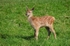 Red Deer