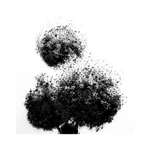 allium 2