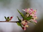 Crab Apple Blossom In My Garden
