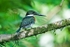 Green Kingfisher