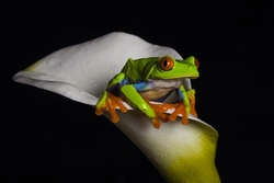 Red Eyed Tree Frog