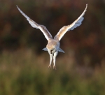 Barn Owl