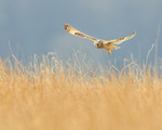 Short-eared Owl listening for prey, Hawling, Gloucestershire