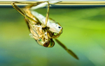 Backswimmer