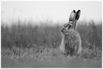 Brown Hare in Black and White