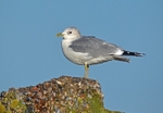 Common Gull