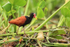 Wattled Jacana among water hyacinth, Corixo Negro, Mato Grosso, Brazil
