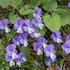 Eugenia's pansy (Viola eugeniae)