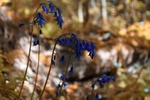 Bluebells 1