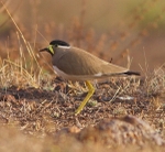 Yellow Wattled Lapwing