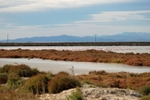 Greater Flamingos