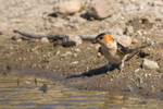 Red-rumped Swallow